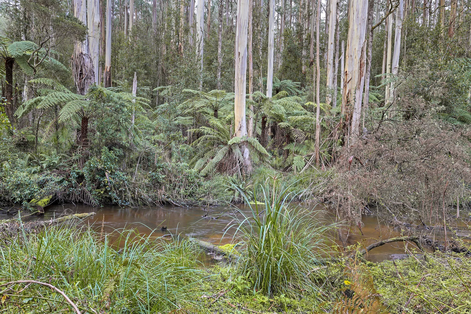 Additional image 19 of 293-295 Mt Baw Baw Tourist Road, Noojee VIC 3833