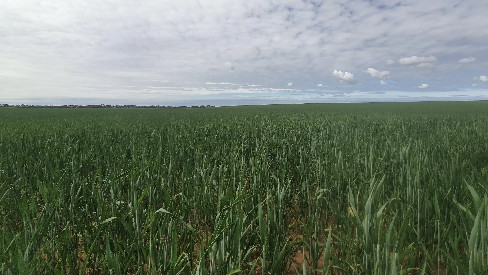 Additional image 3 of 1719 New Well Centre Road, New Well SA 5357