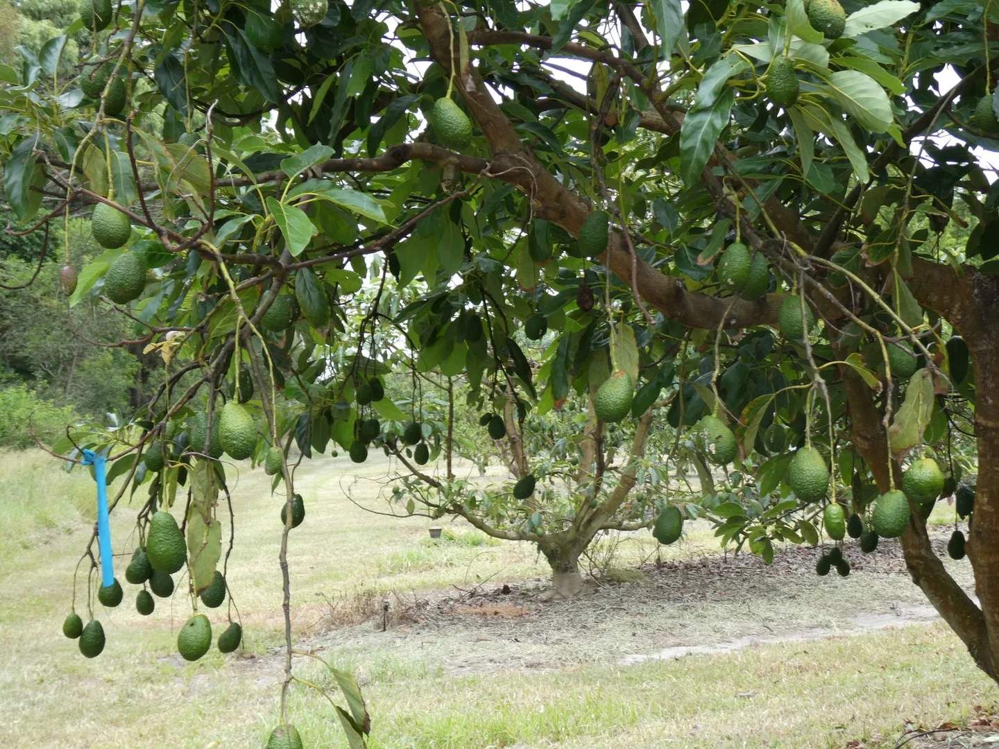 Additional image 4 of 154 Foleys Road, North Gregory QLD 4660