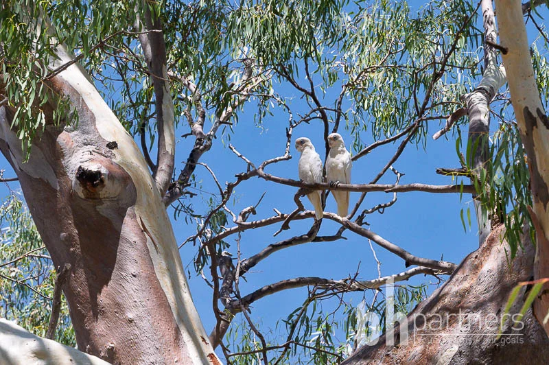 Additional image 24 of 42 Marks Landing Shack Road, Swan Reach SA 5354