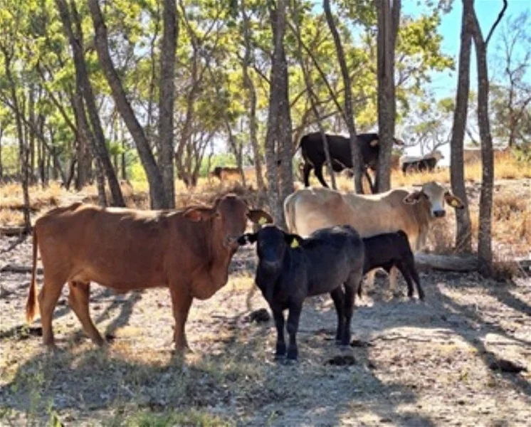 Additional image 24 of 6743 Dunrobin Road, Jericho QLD 4728