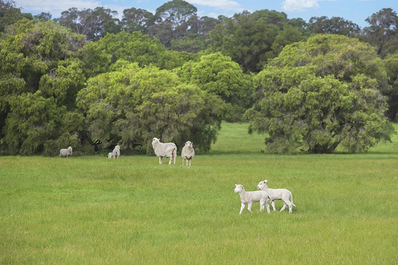 Additional image 2 of Lot 48 Blackwood Grove, Kudardup WA 6290