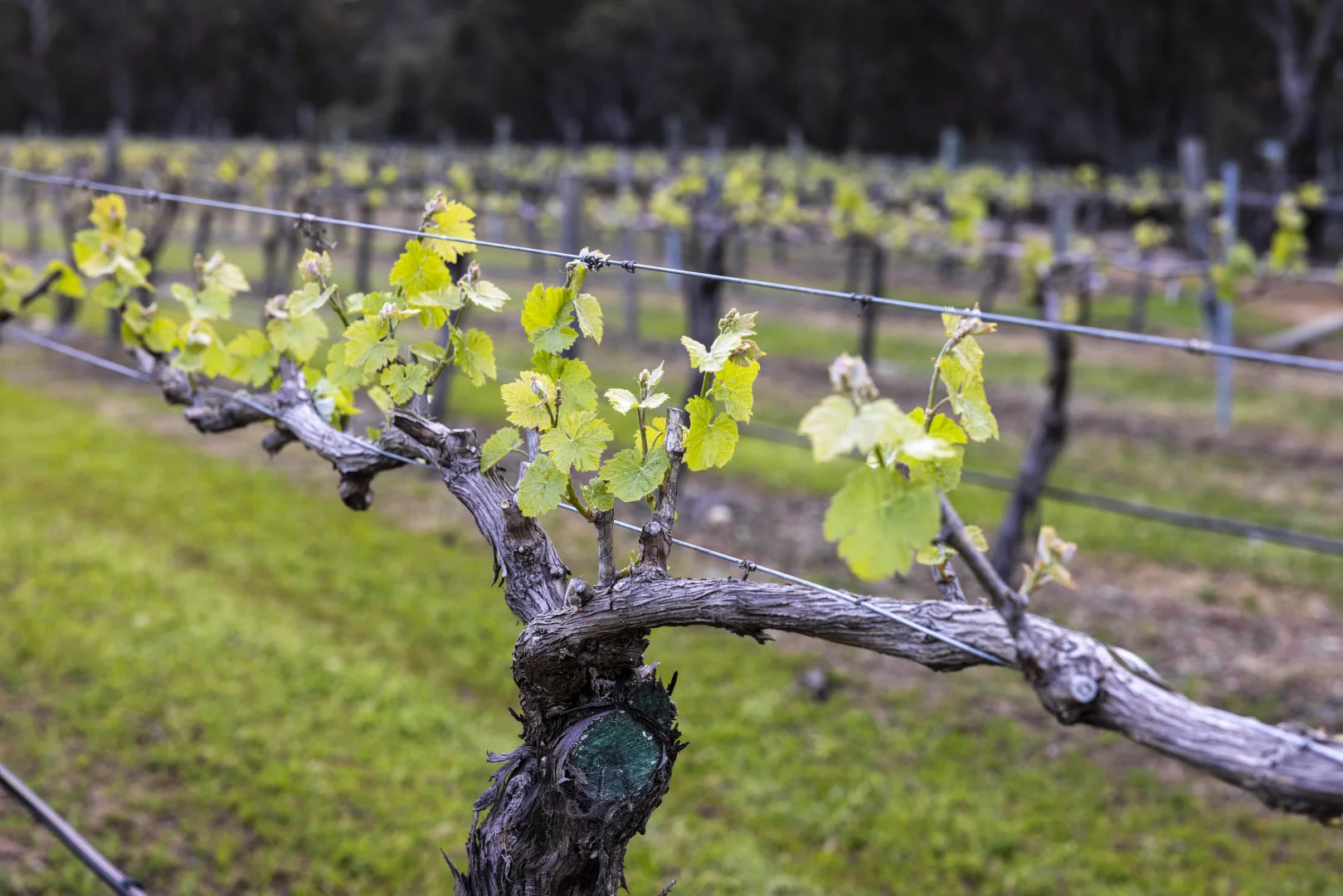 Additional image 33 of 47 Peramangk Road, Nuriootpa SA 5355