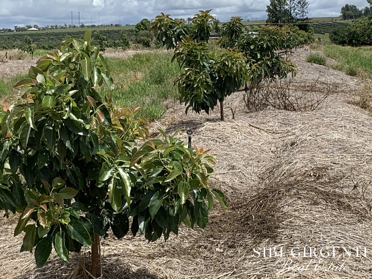 Additional image 17 of 1611 Mareeba-Dimbulah, Arriga QLD 4880