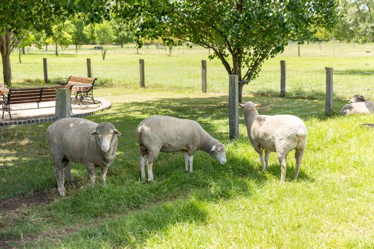 Additional image 35 of 23-25 Regent Street, Maitland NSW 2320