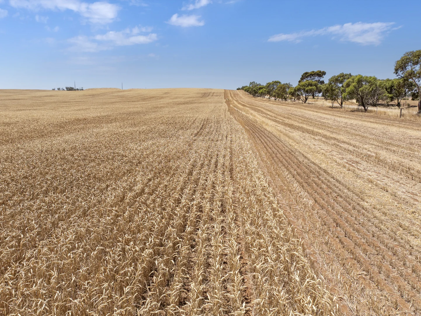 Additional image 29 of 'Leske Farm' Thiele Highway, Freeling SA 5372