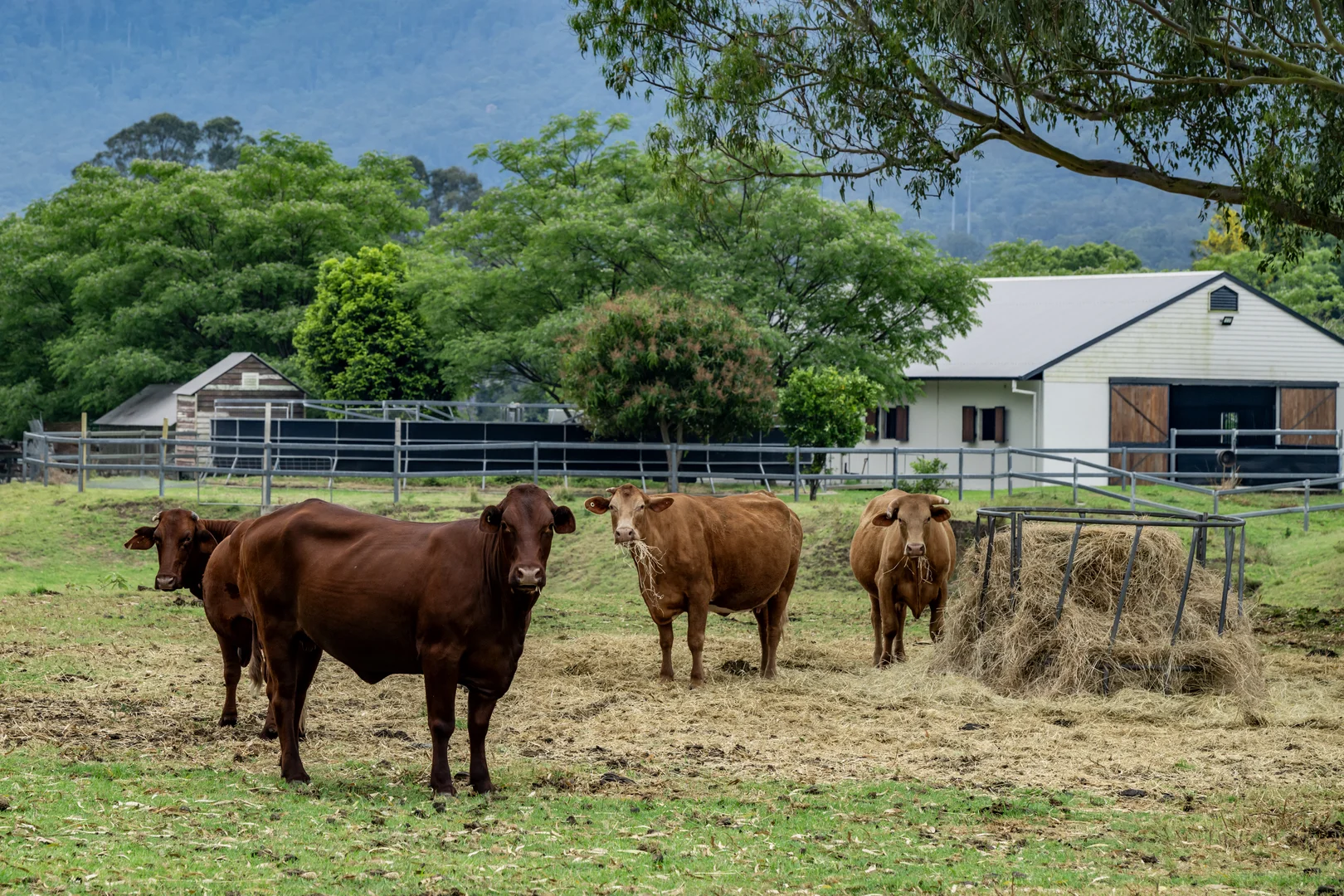 Additional image 36 of 2567 Beaudesert Nerang Road, Benobble QLD 4275