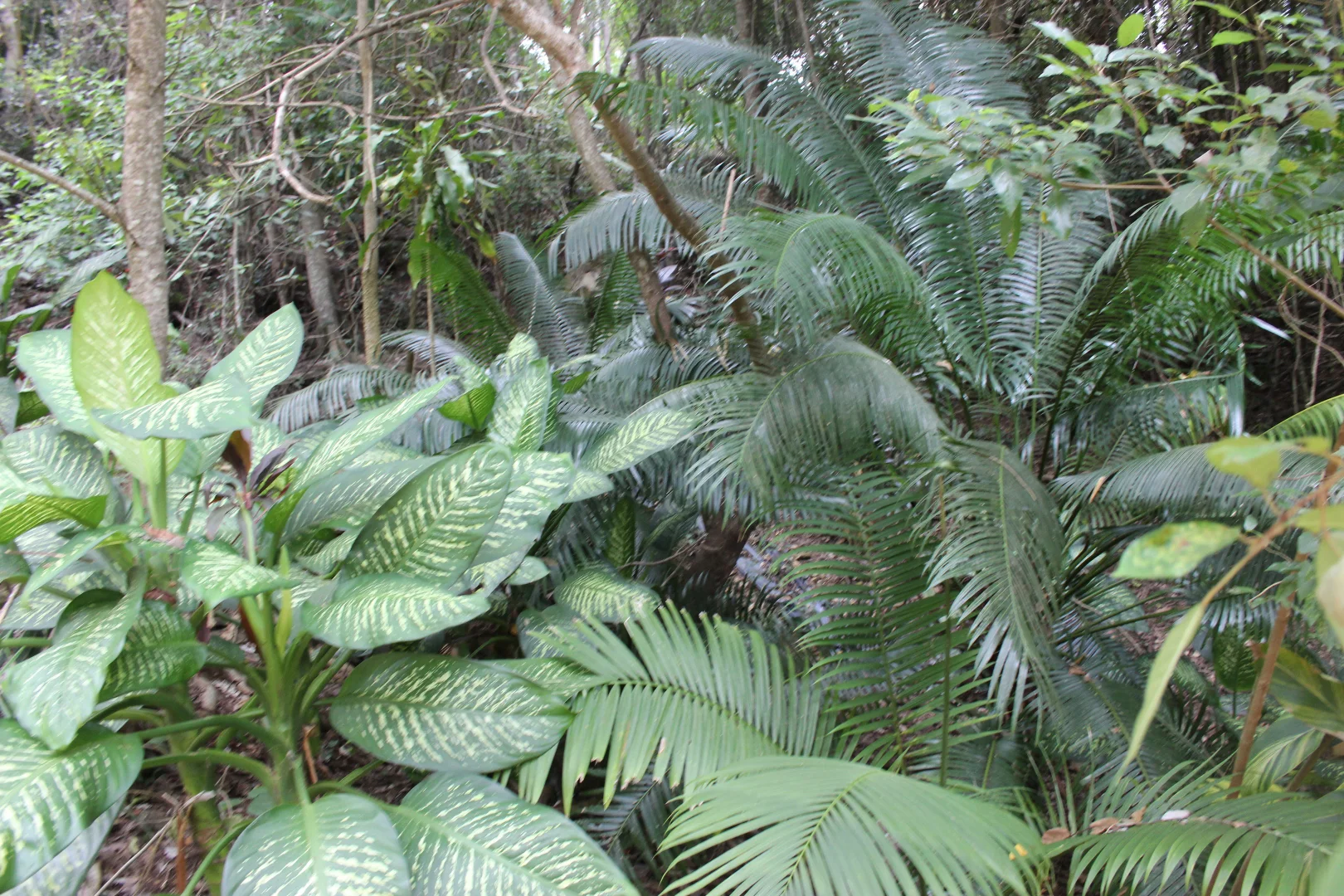 Additional image 24 of 1243 Yakapari-Seaforth Road, Mount Jukes QLD 4740