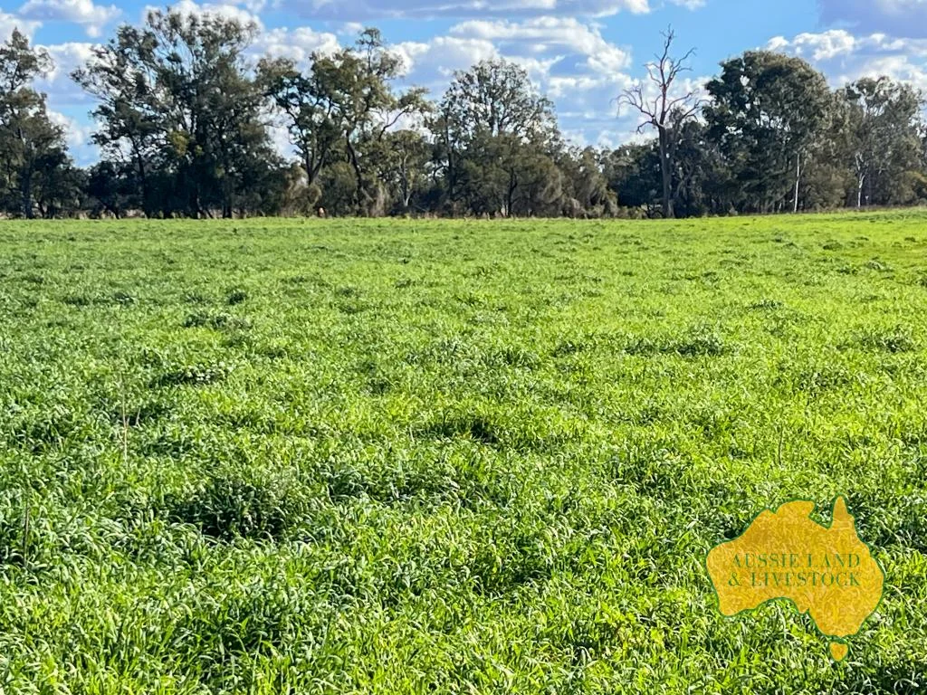 Additional image 46 of 250 Heights Road, Nanango QLD 4615