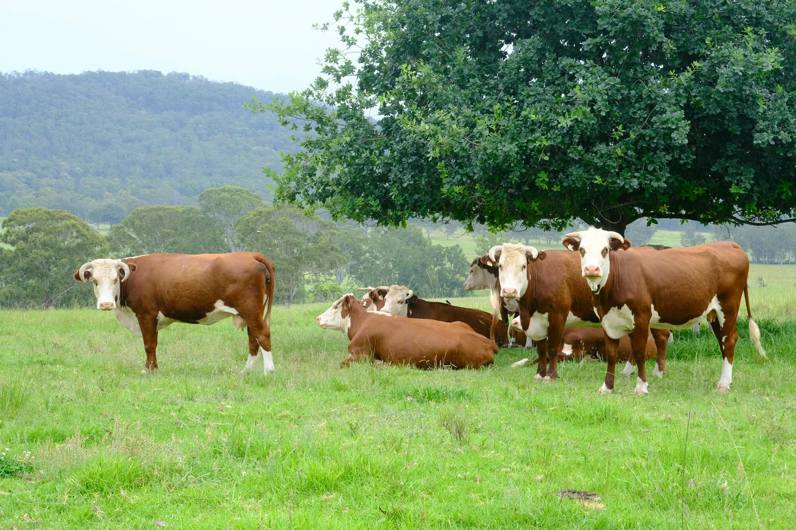 Additional image 5 of 100 Gloucester Tops Road, Gloucester NSW 2422