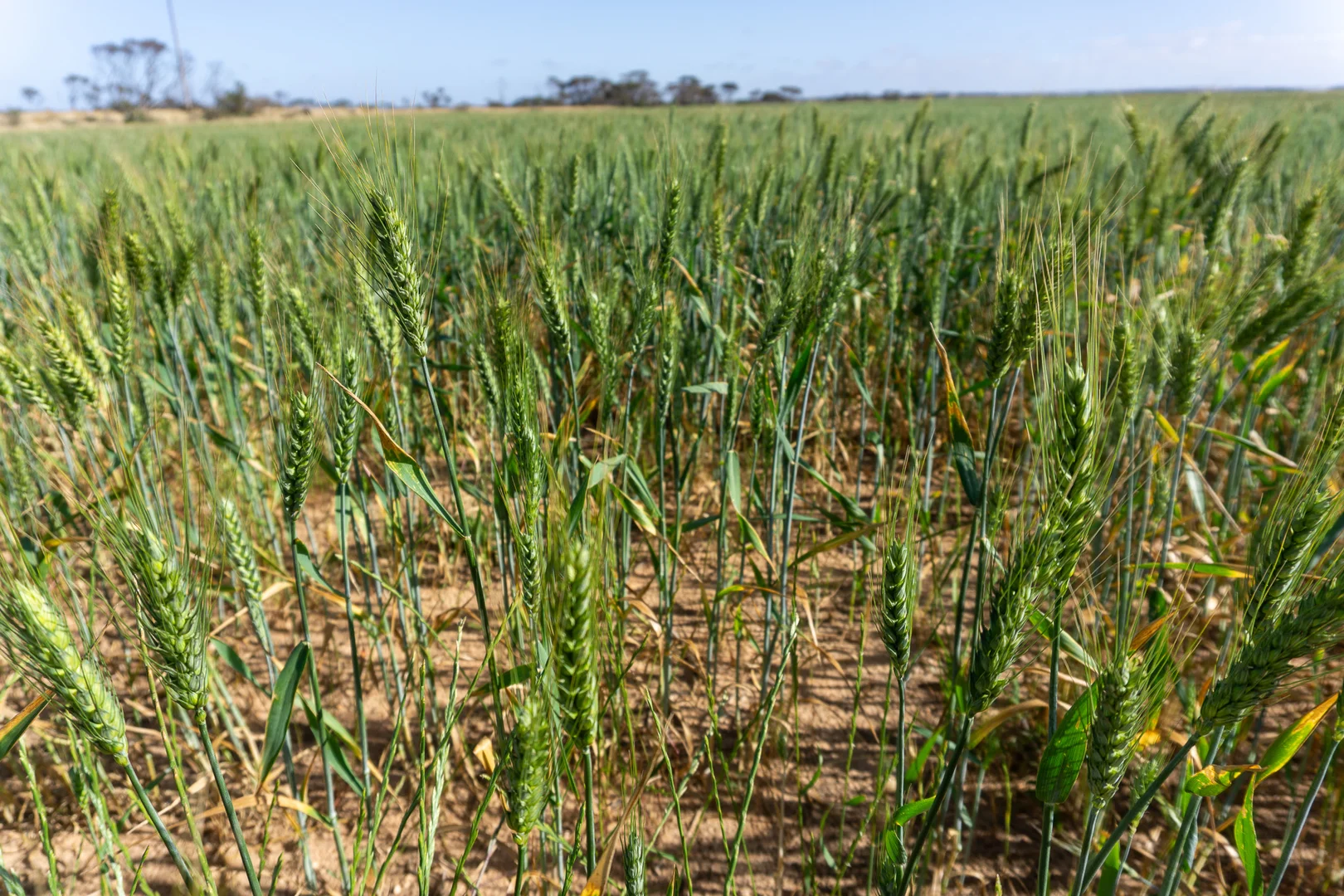 Additional image 10 of 177 Taragoro Road, Rudall SA 5642