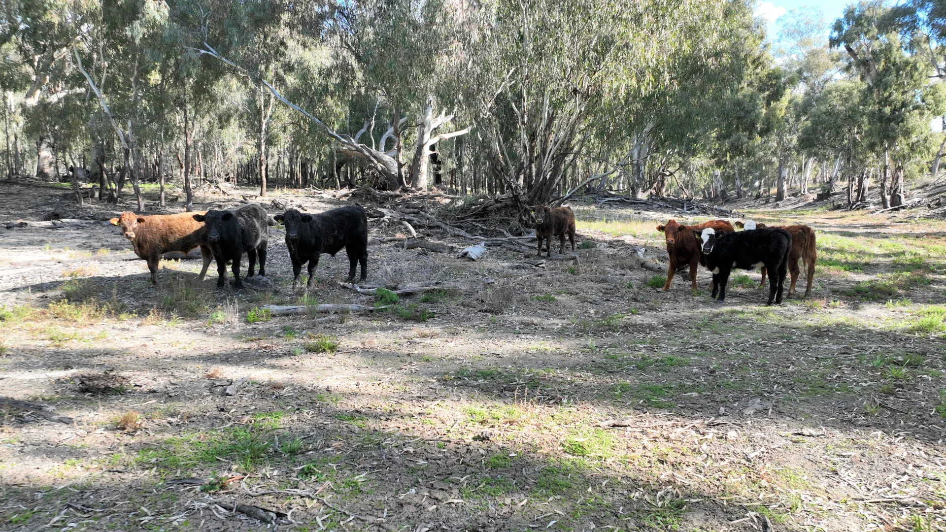 Additional image 13 of Calimo Park Brassi Road, Deniliquin NSW 2710