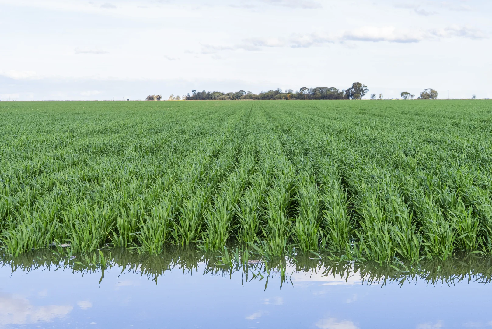 Additional image 9 of Glenn Road, Coleambally NSW 2707