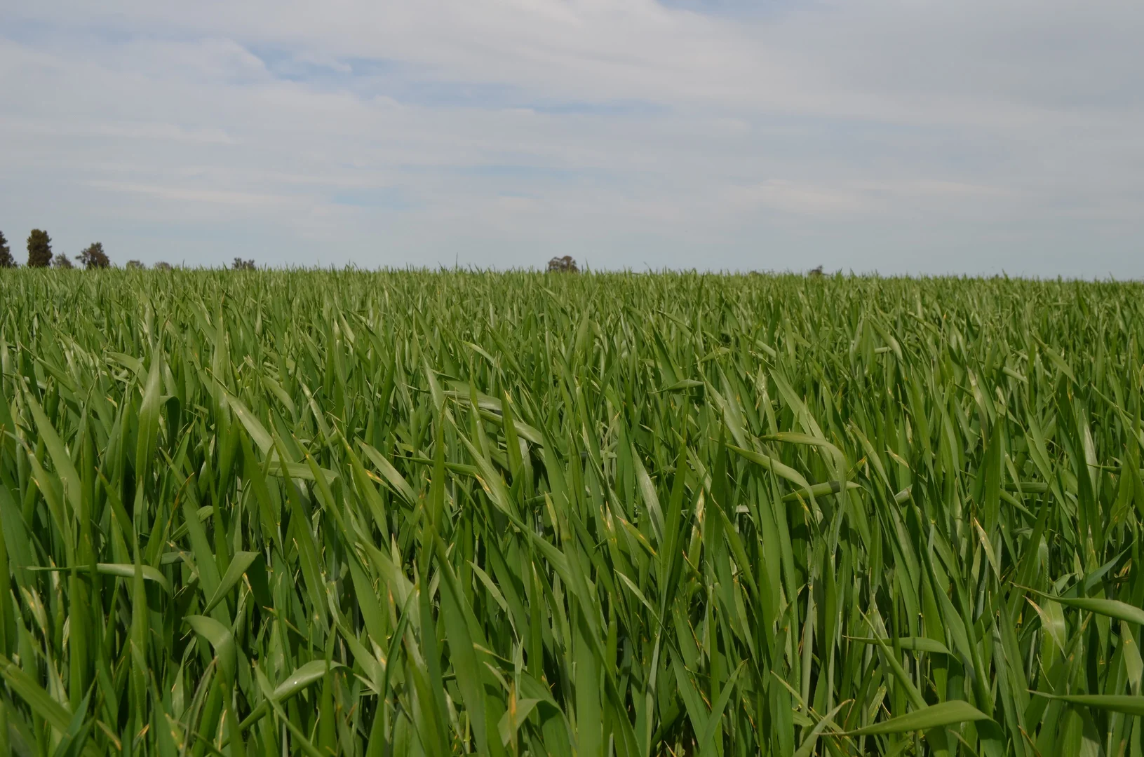 Additional image 2 of 849 Brushwood North Rd, Coolamon NSW 2701