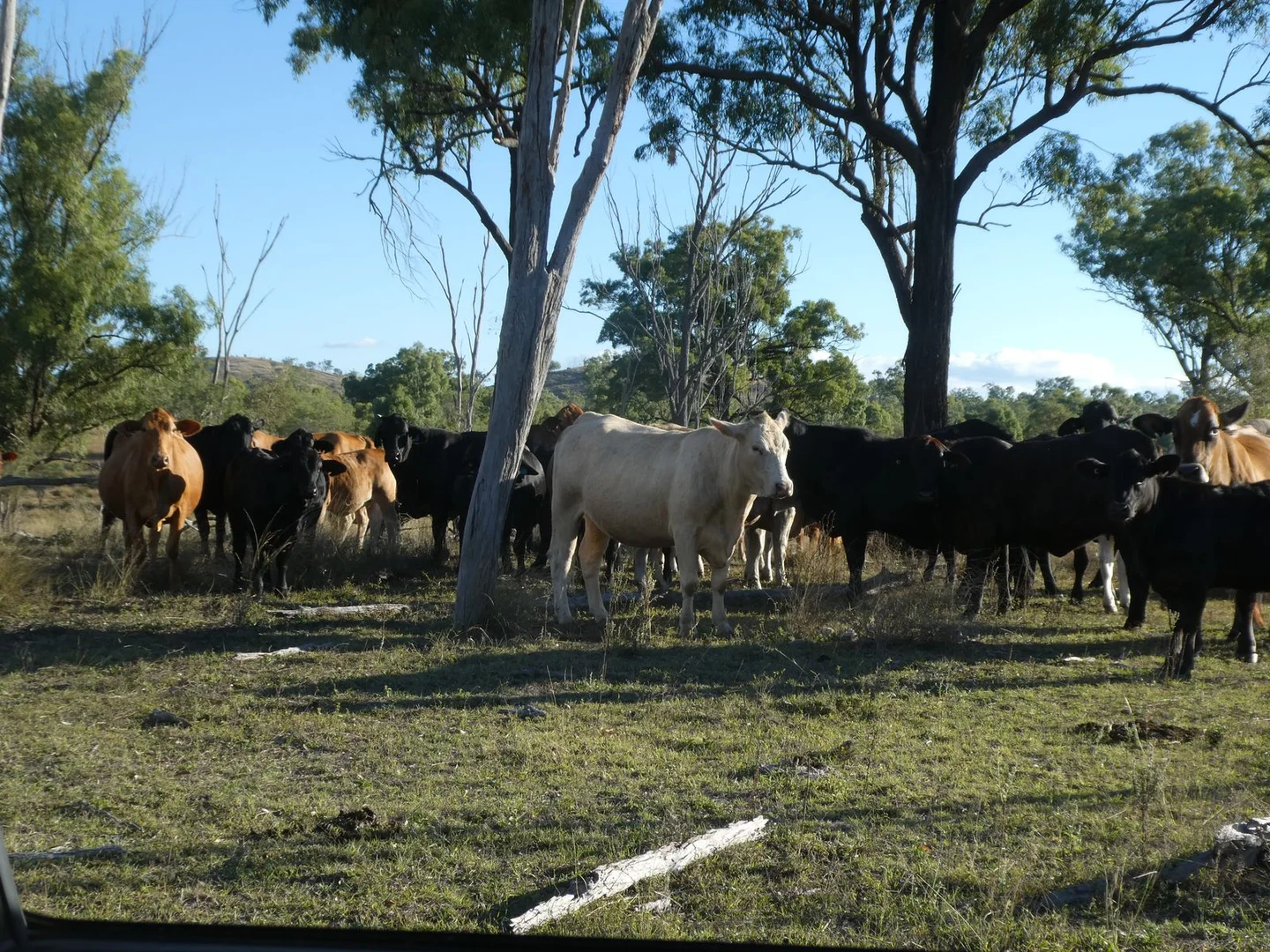 Additional image 17 of Lot 24 Gayndah Mount Perry Road, Mount Steadman QLD 4625