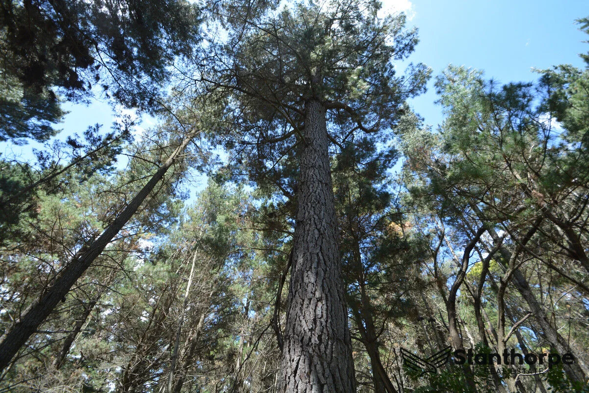 Additional image 6 of 240 Panoramic Drive, Sugarloaf QLD 4380