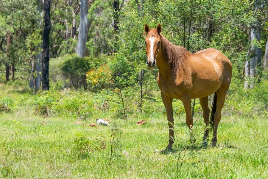Additional image 25 of 454 Parker Road, Wells Crossing NSW 2460