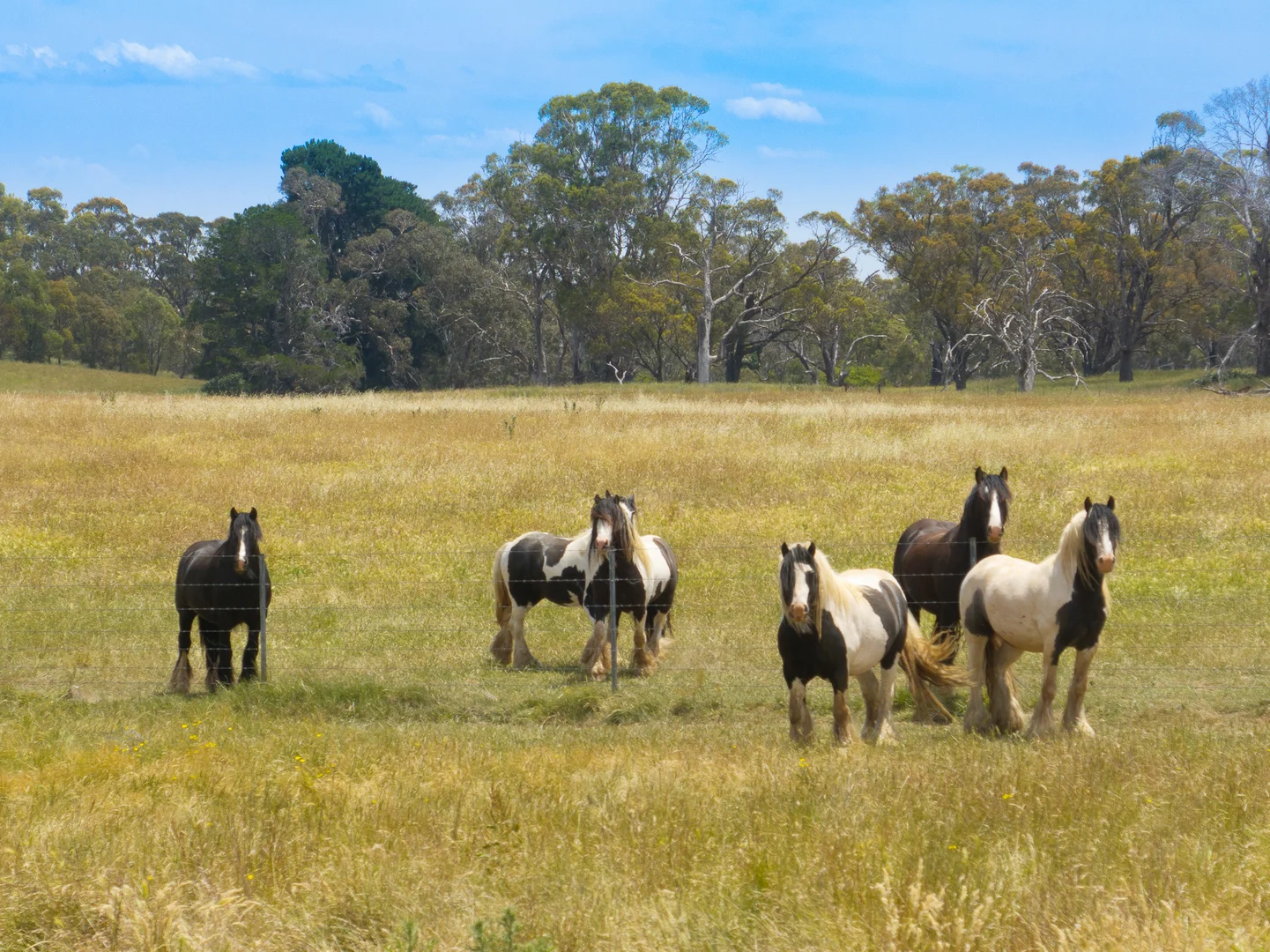 Additional image 28 of 56 Orchard Road, Springside NSW 2800