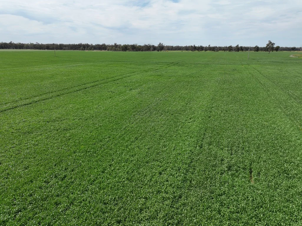 Additional image 17 of 849 Brushwood North Rd, Coolamon NSW 2701