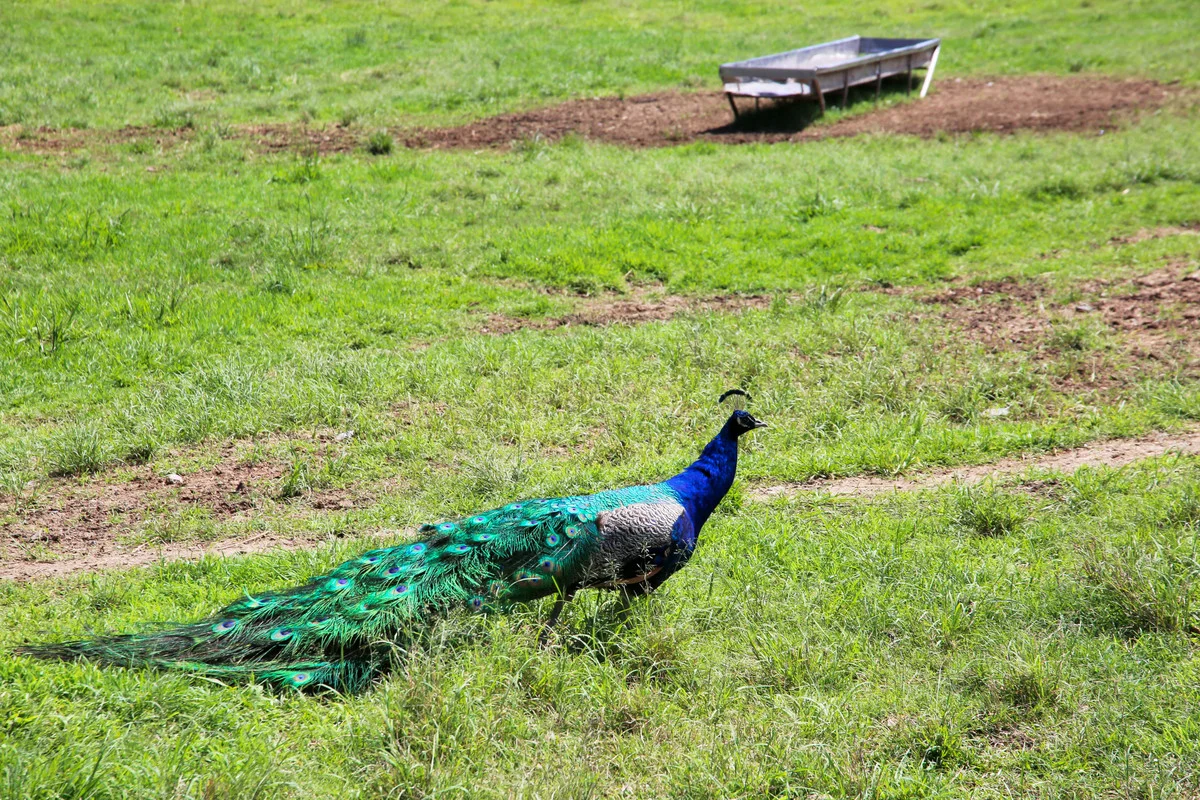 Additional image 25 of 1039 Currumbin Creek Road, Currumbin Valley QLD 4223