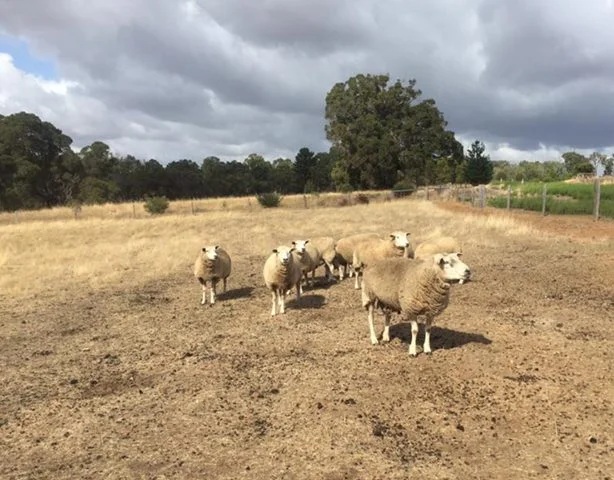 Additional image 15 of 70 Ridge View Avenue, Boyup Brook WA 6244