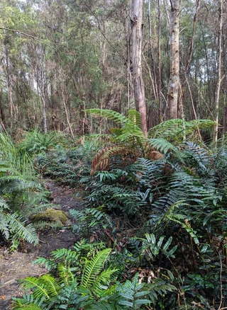 Additional image 15 of Strathblane TAS 7109