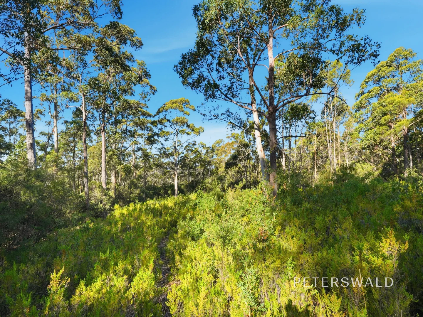 Additional image 12 of 3 Morphetts Road, Neika TAS 7054