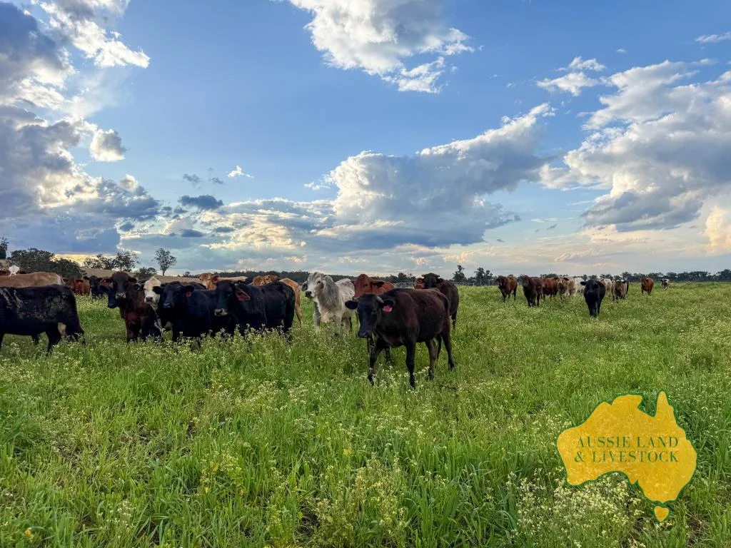 Additional image 21 of 250 Heights Road, Nanango QLD 4615