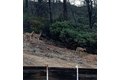 Additional image 54 of 2352 Sanford Ct, Rescue, CA, 95672