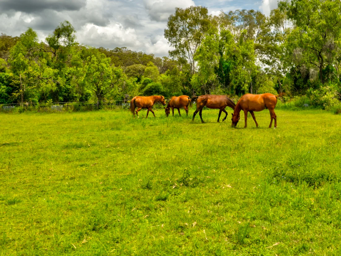 Additional image 25 of 22 Waterhouse Road, Summerholm QLD 4341