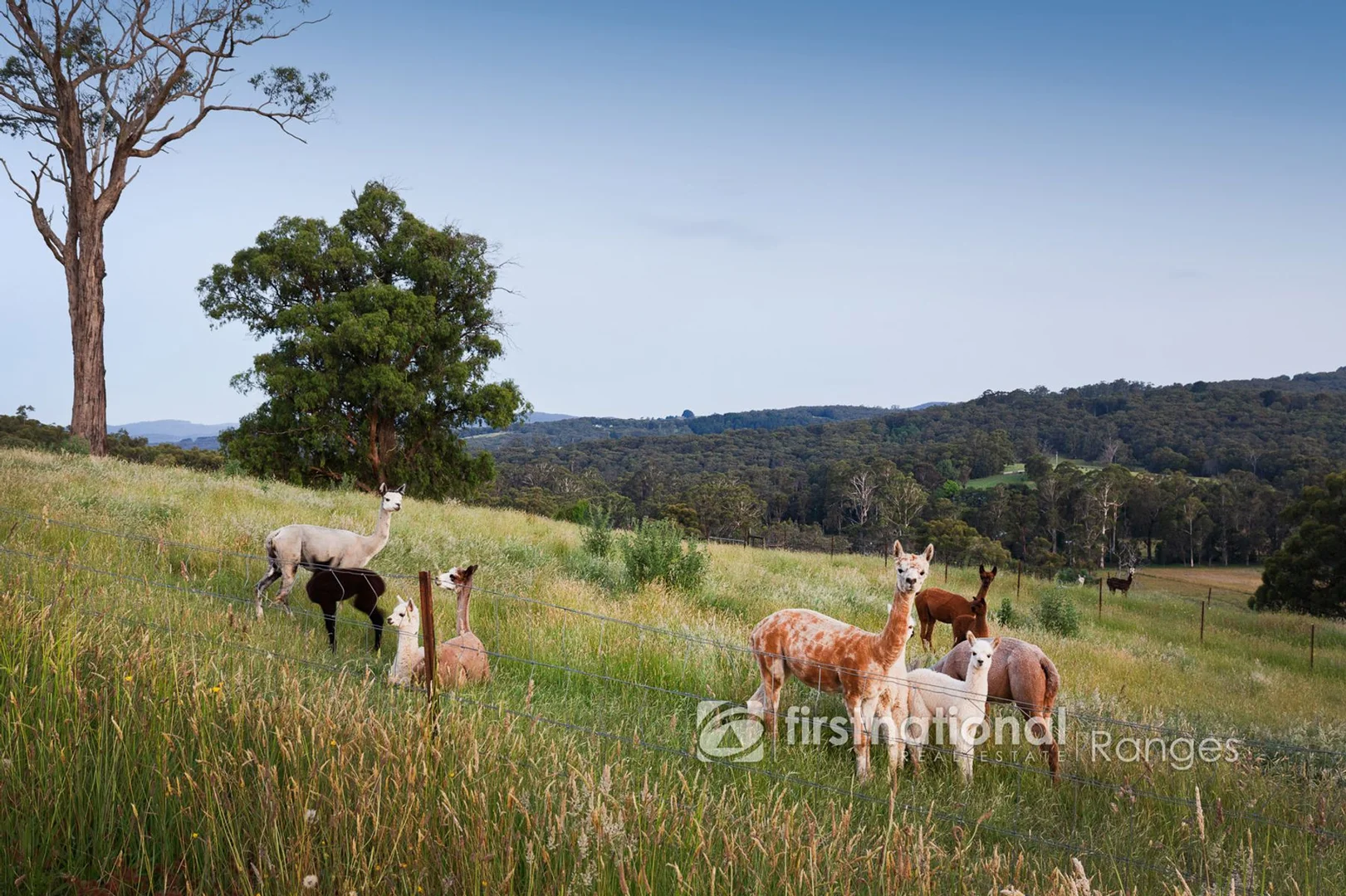 Additional image 24 of 8 Kennedy Road, Avonsleigh VIC 3782