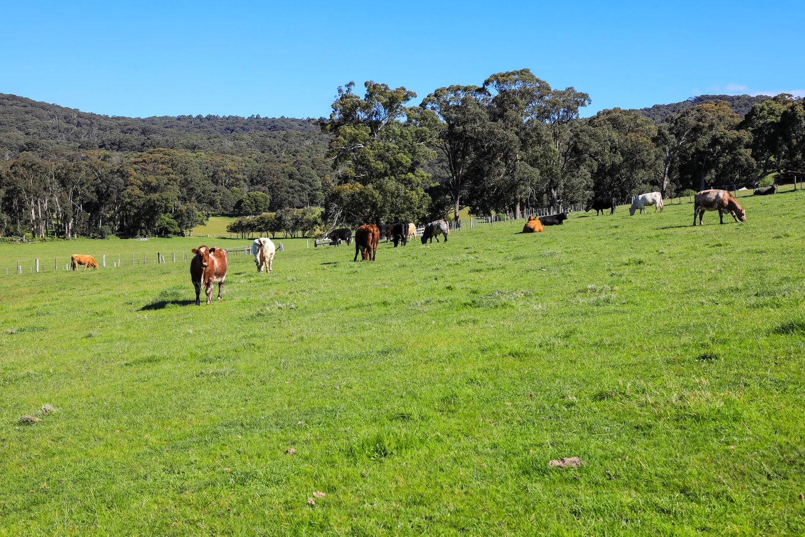 Additional image 4 of 154 Straws Lane, Hesket VIC 3442