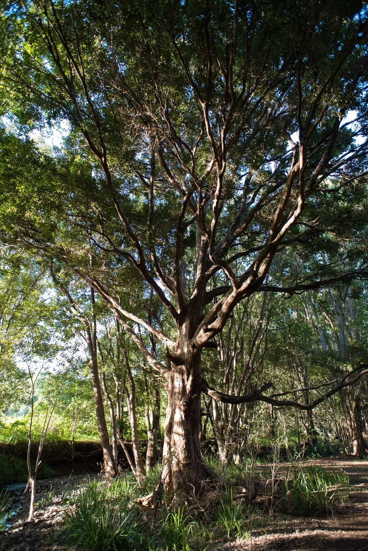 Additional image 19 of 38 Cooloon Street, Kunghur NSW 2484