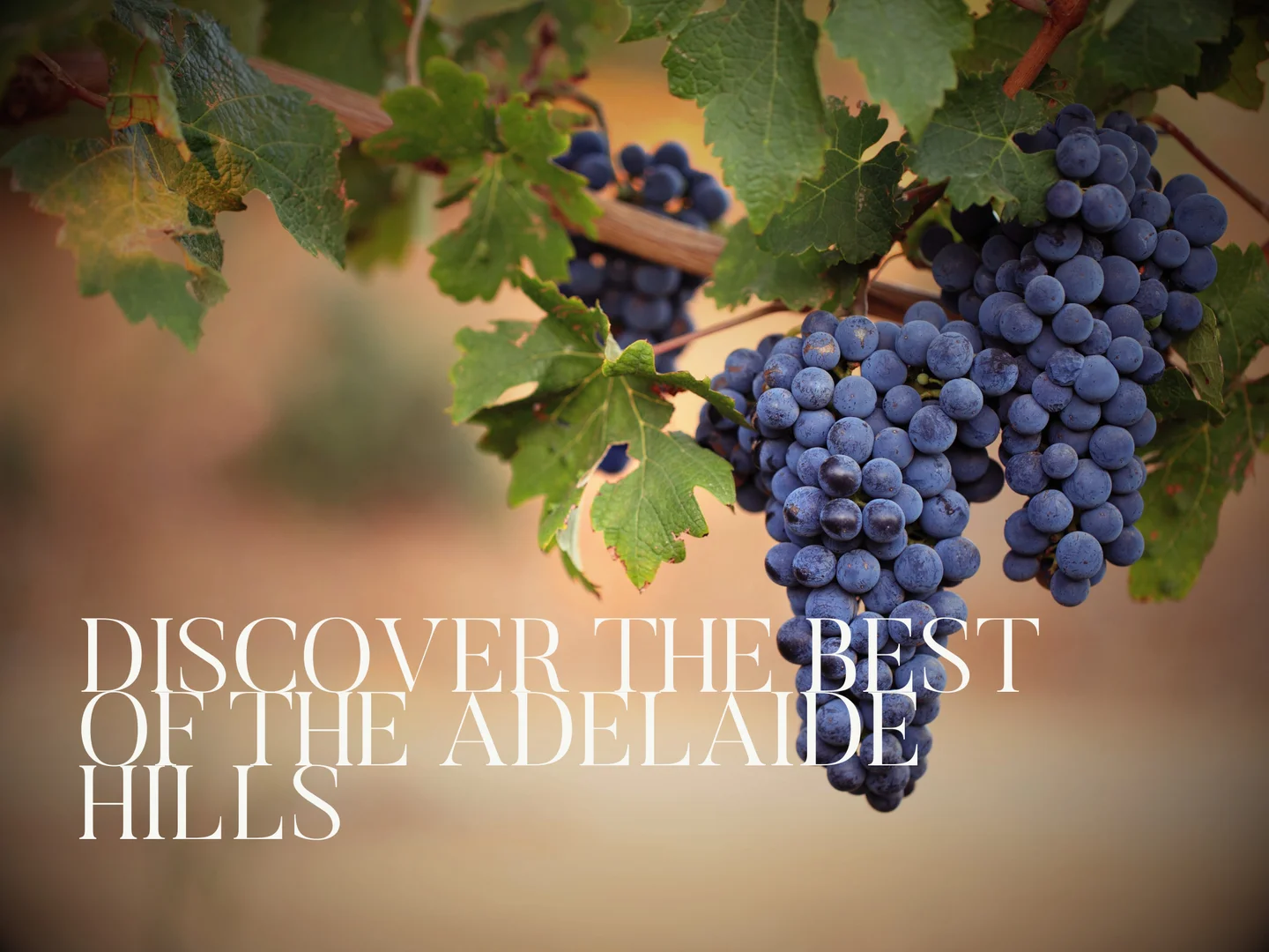 Additional image 5 of Lot 97 Fernleigh Road, Mount Barker SA 5251