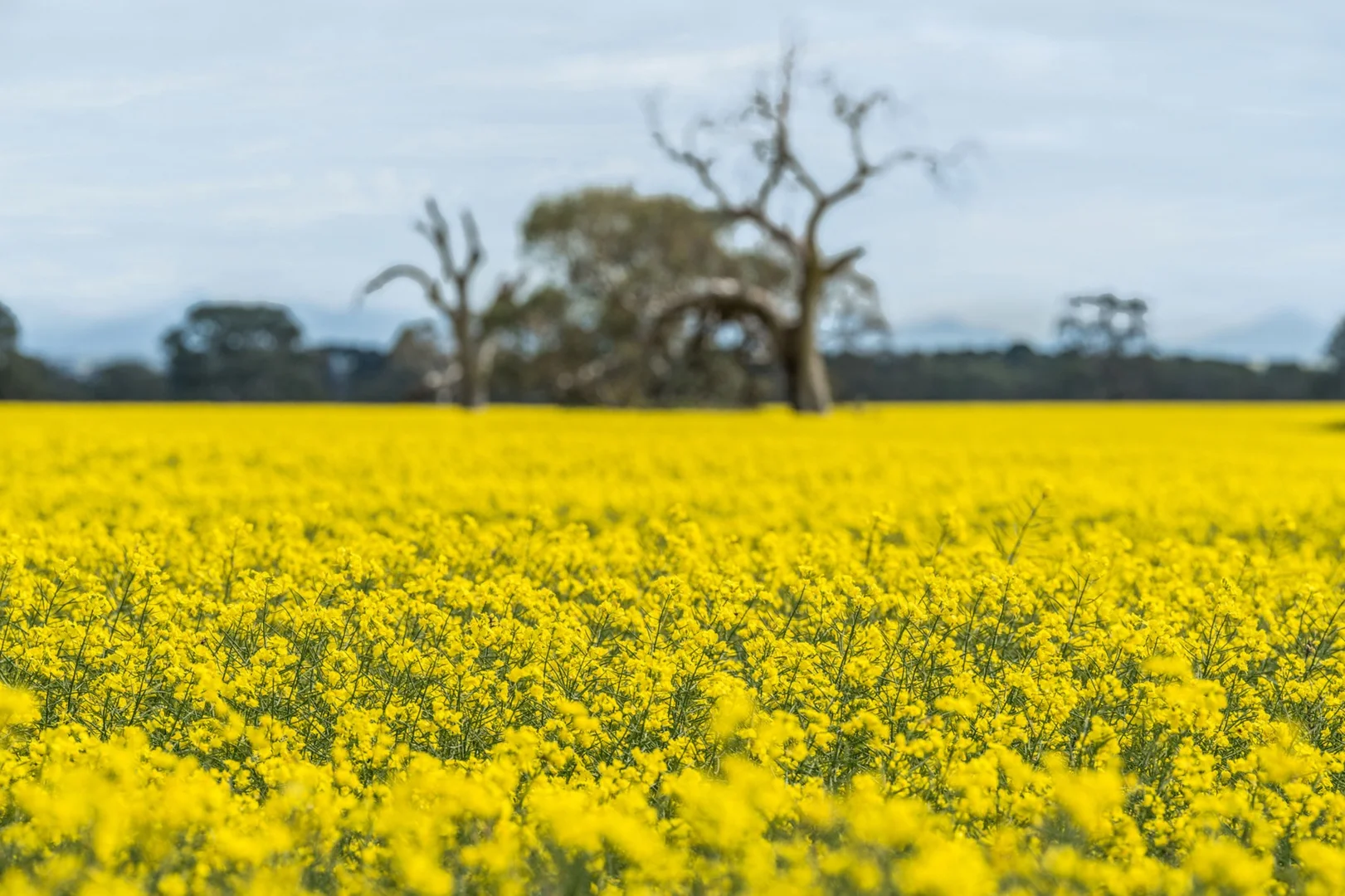Additional image 5 of 36 Karmala Lane, Lake Bolac VIC 3351
