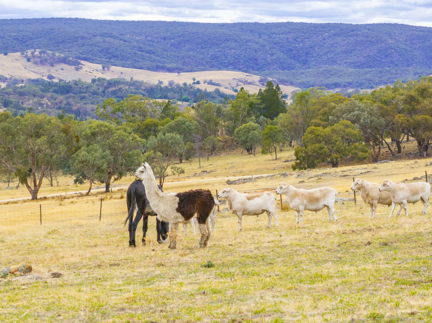 Additional image 25 of 246 Clements Road, Woodstock NSW 2793