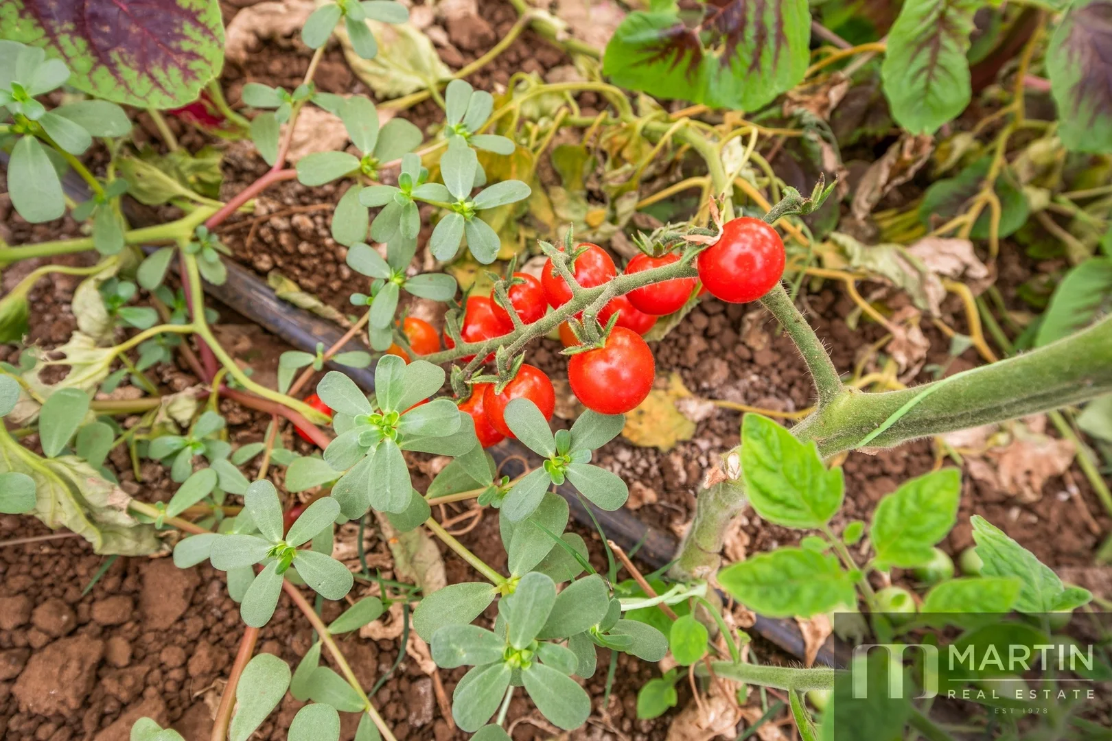 Additional image 30 of 460 Womma West Road, Penfield Gardens SA 5121