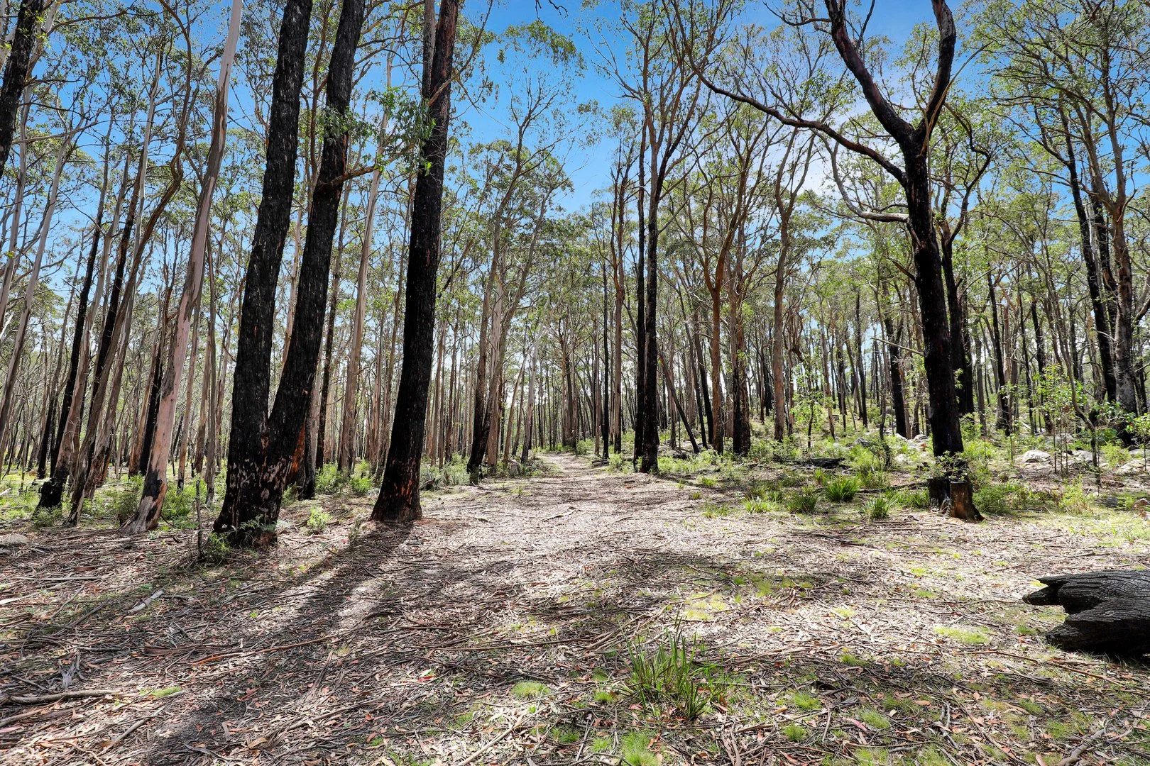 Additional image 13 of Lot 51 Tantawangalo Mountain Road, Cathcart NSW 2632