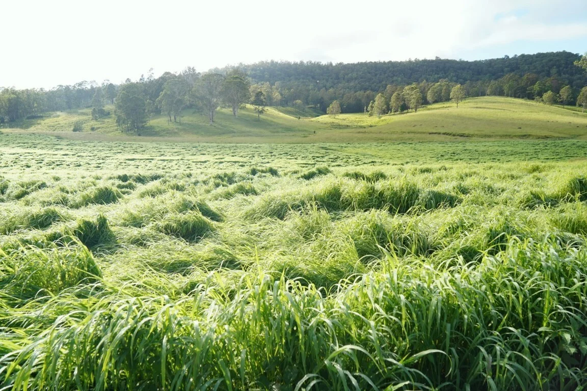 Additional image 5 of 1023 Iron Pot Creek Rd, Kyogle NSW 2474