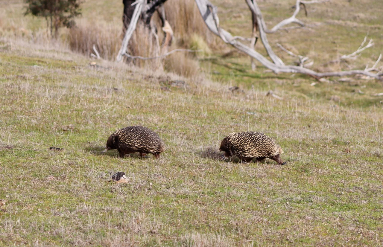 Additional image 18 of 13, 13A, 13B, 31A &, BRIDGE ROAD, Grenville VIC 3352