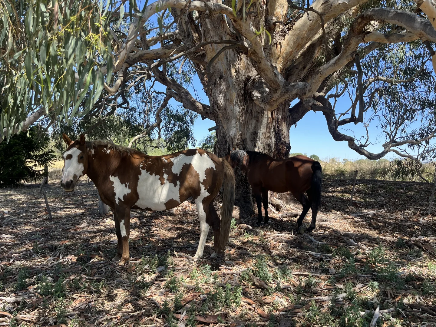 Additional image 26 of 189 Hicks Road, Echuca Village VIC 3564