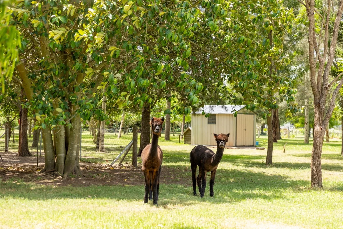 Additional image 33 of 23-25 Regent Street, Maitland NSW 2320