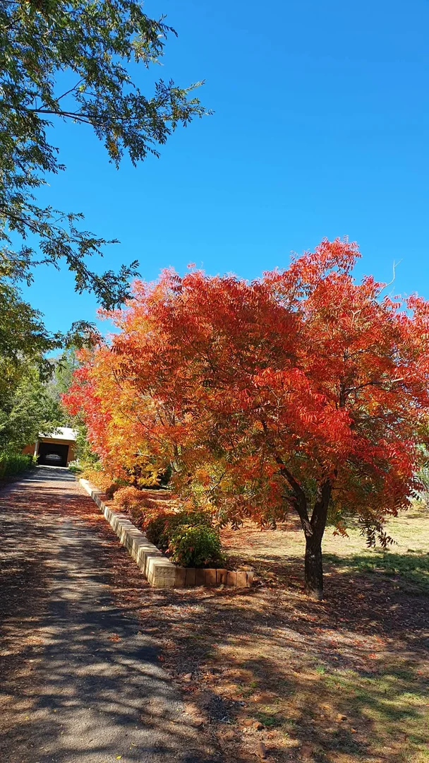 Additional image 27 of 77 Timor Road, Coonabarabran NSW 2357