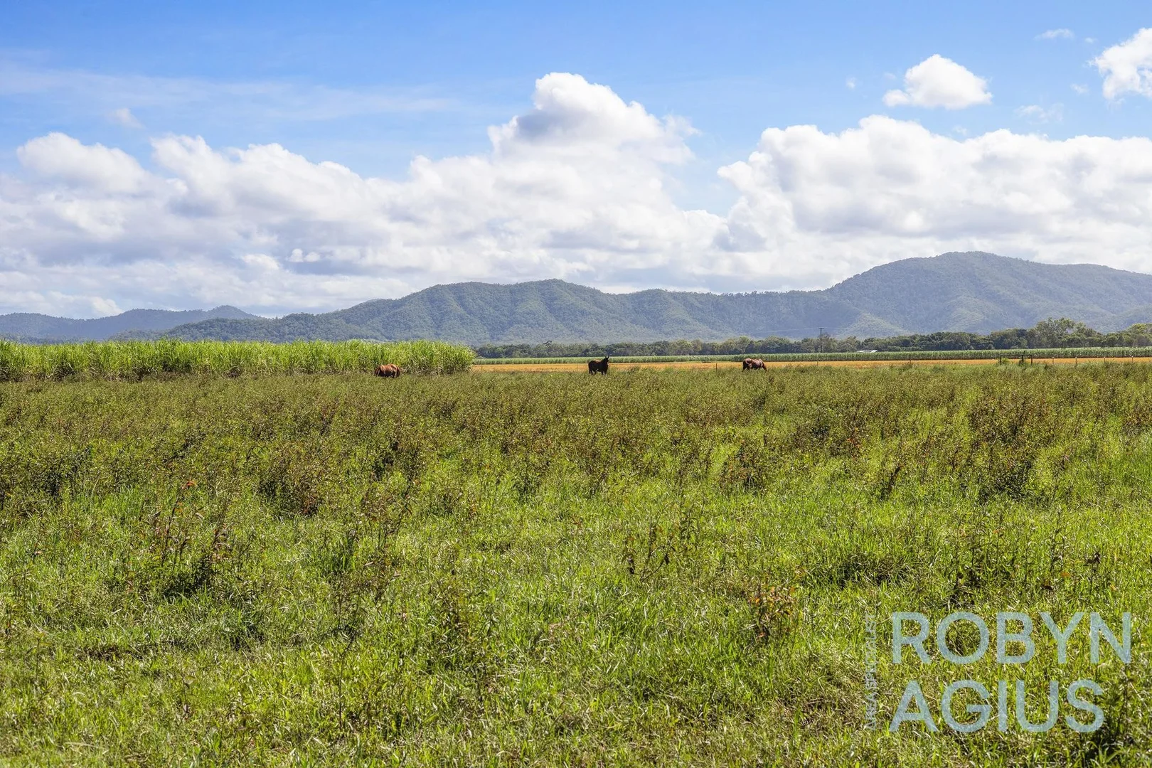 Additional image 31 of 483 Dawlish Road, Sarina QLD 4737