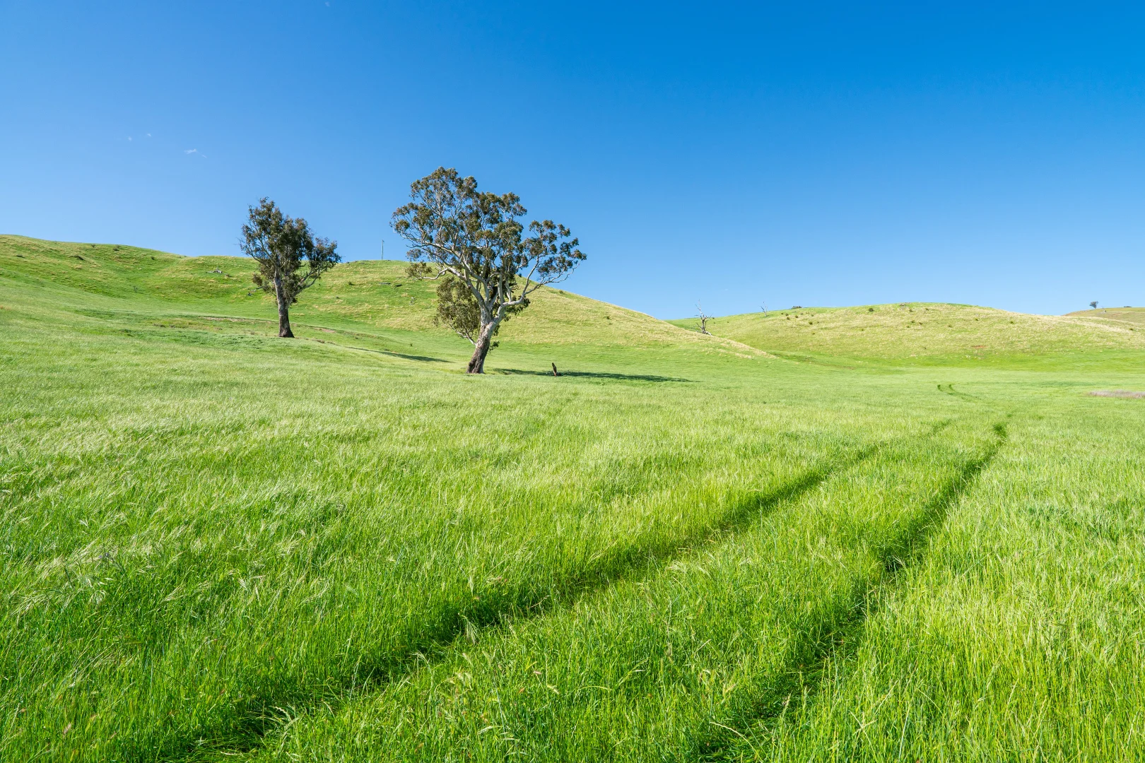 Additional image 23 of . Hore Road, Bowna NSW 2644