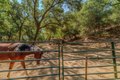 Additional image 67 of 2988 Spring Hill Dr, San Andreas, CA, 95249