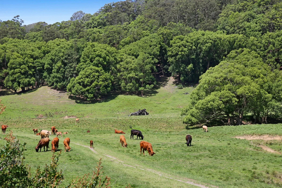 Additional image 12 of 1039 Currumbin Creek Road, Currumbin Valley QLD 4223