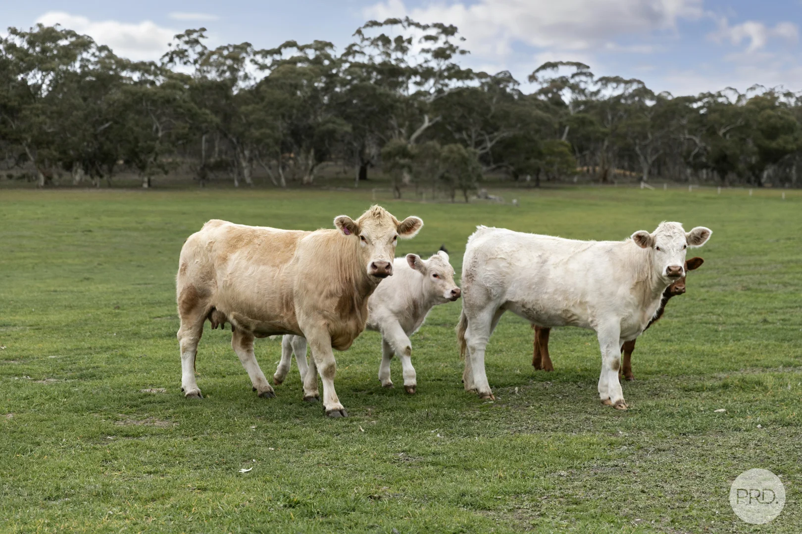 Additional image 13 of 203 Browns Road, Burnbank VIC 3371