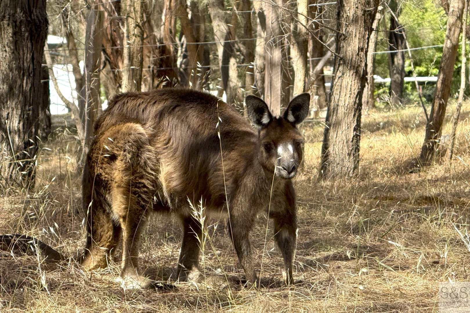 Additional image 17 of 52 Wright Road, Penneshaw SA 5222