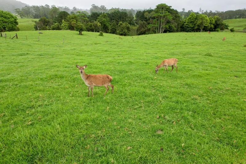 Additional image 7 of 1/400 Bellthorpe West Road, Bellthorpe QLD 4514